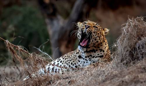 Feeling Lazy!