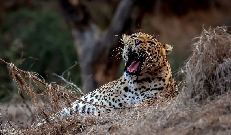 #leopard Feeling Lazy! фото превью