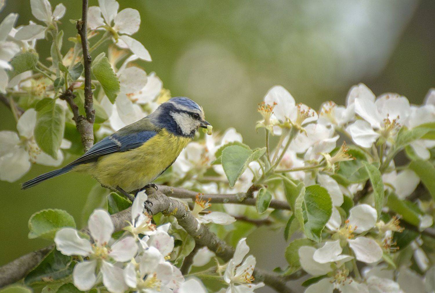 , Анатолий Зверев
