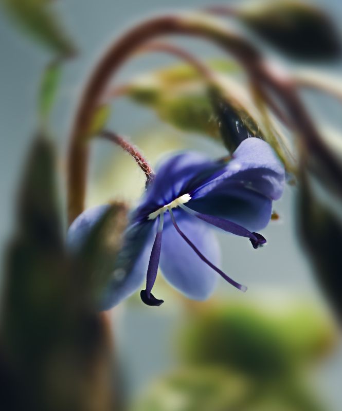 цветок, макро, природа, один Одиночка фото превью