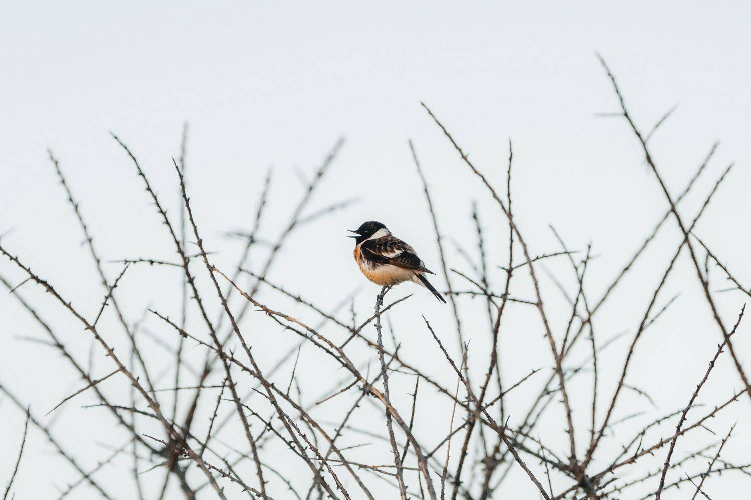 , Нигматуллин Руслан