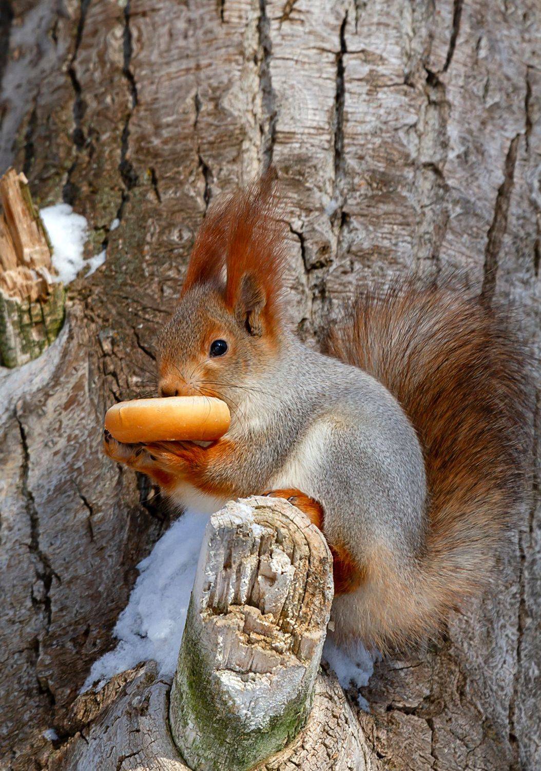 , Andrey Pristyazhnyuk