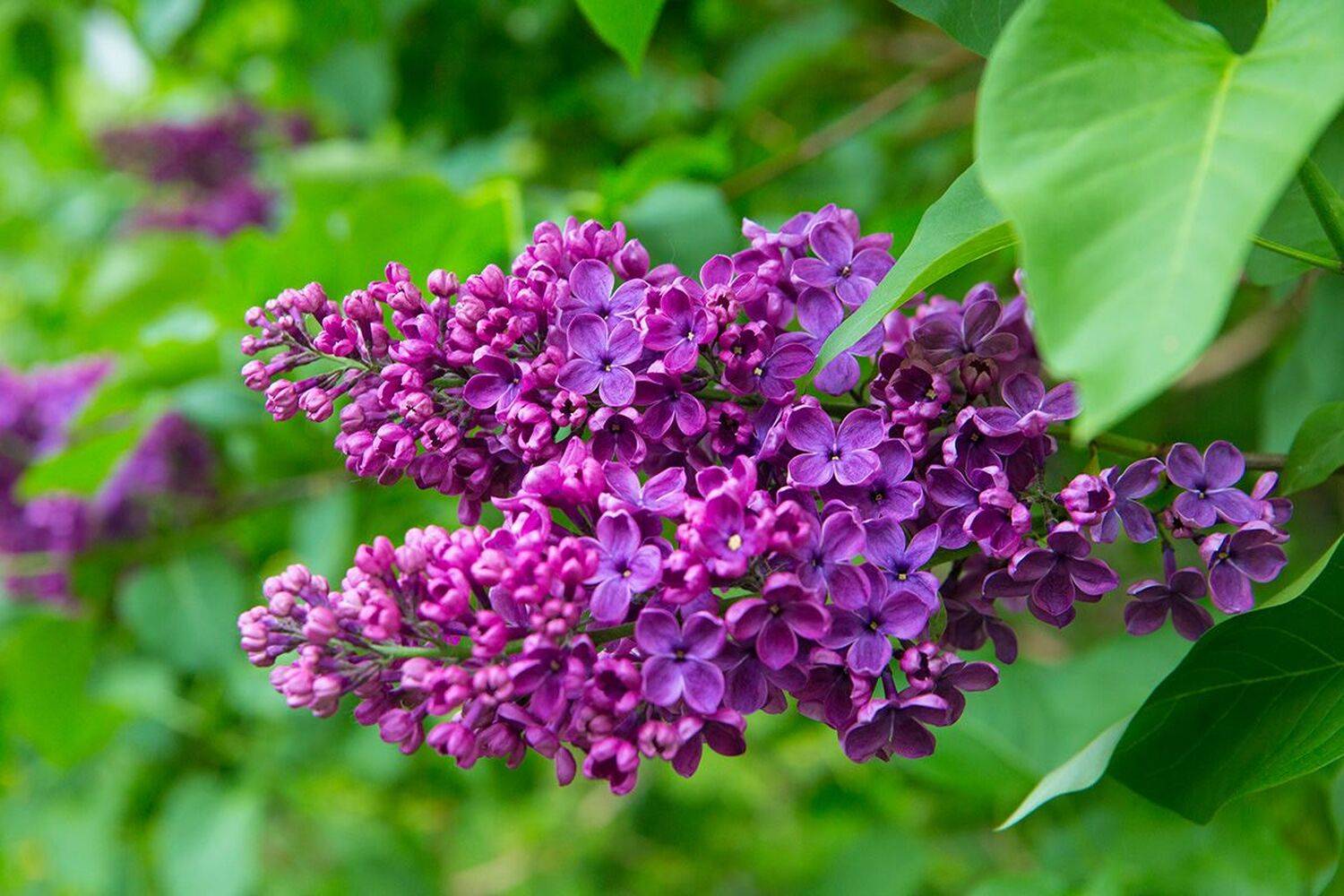 сирень, цветение, ветка, весна, Бекетова Ольга