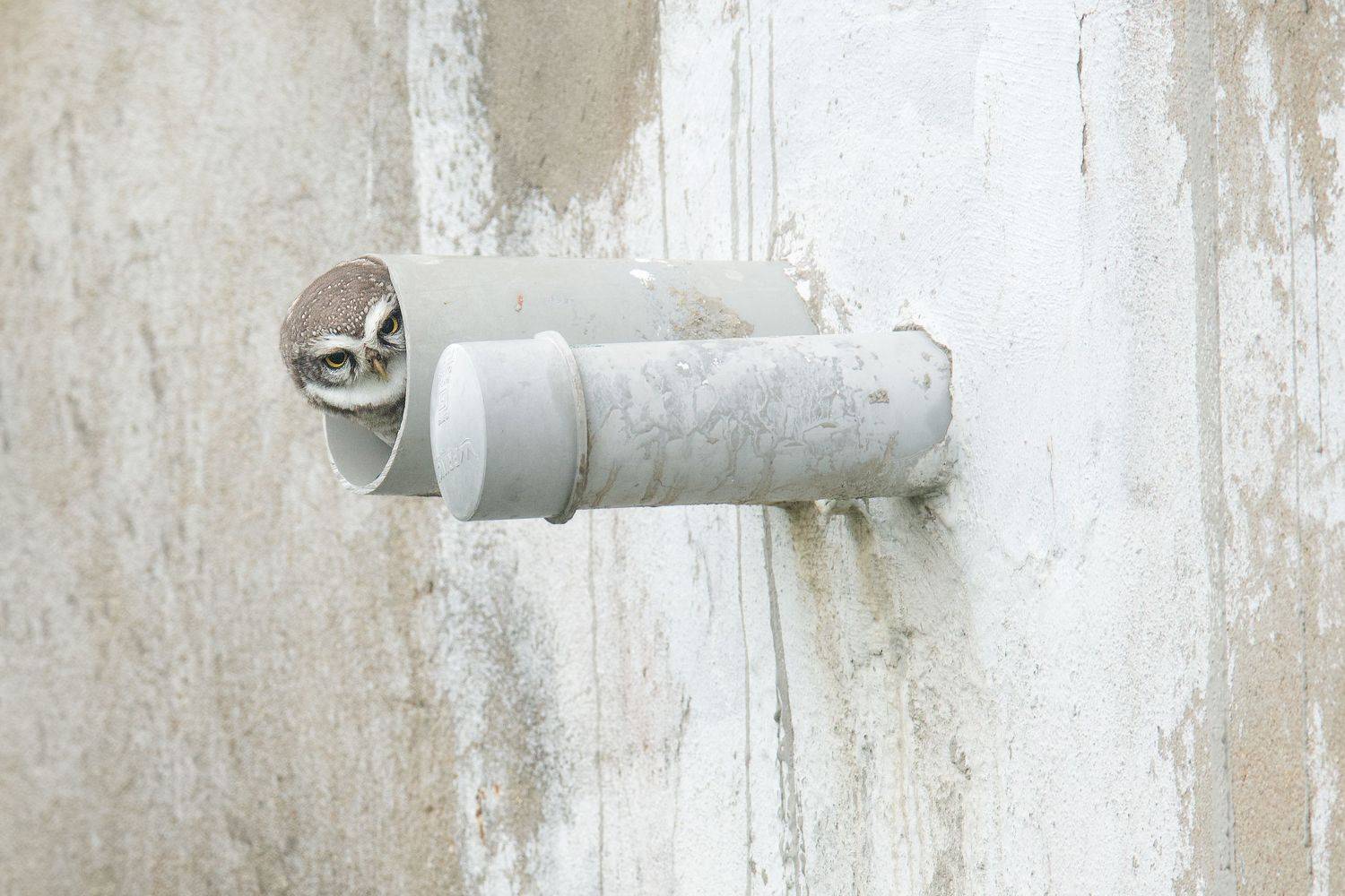 #birds #urbanbirds #owl, Ananth Ramasamy