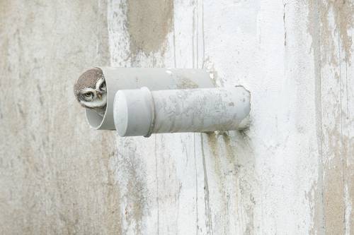 Spotted Owlet in Drainage Pipe
