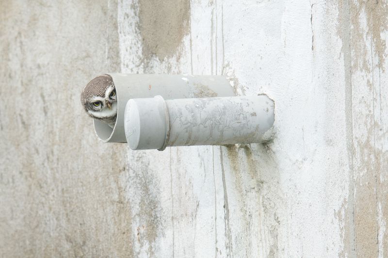 #birds #urbanbirds #owl Spotted Owlet in Drainage Pipe фото превью