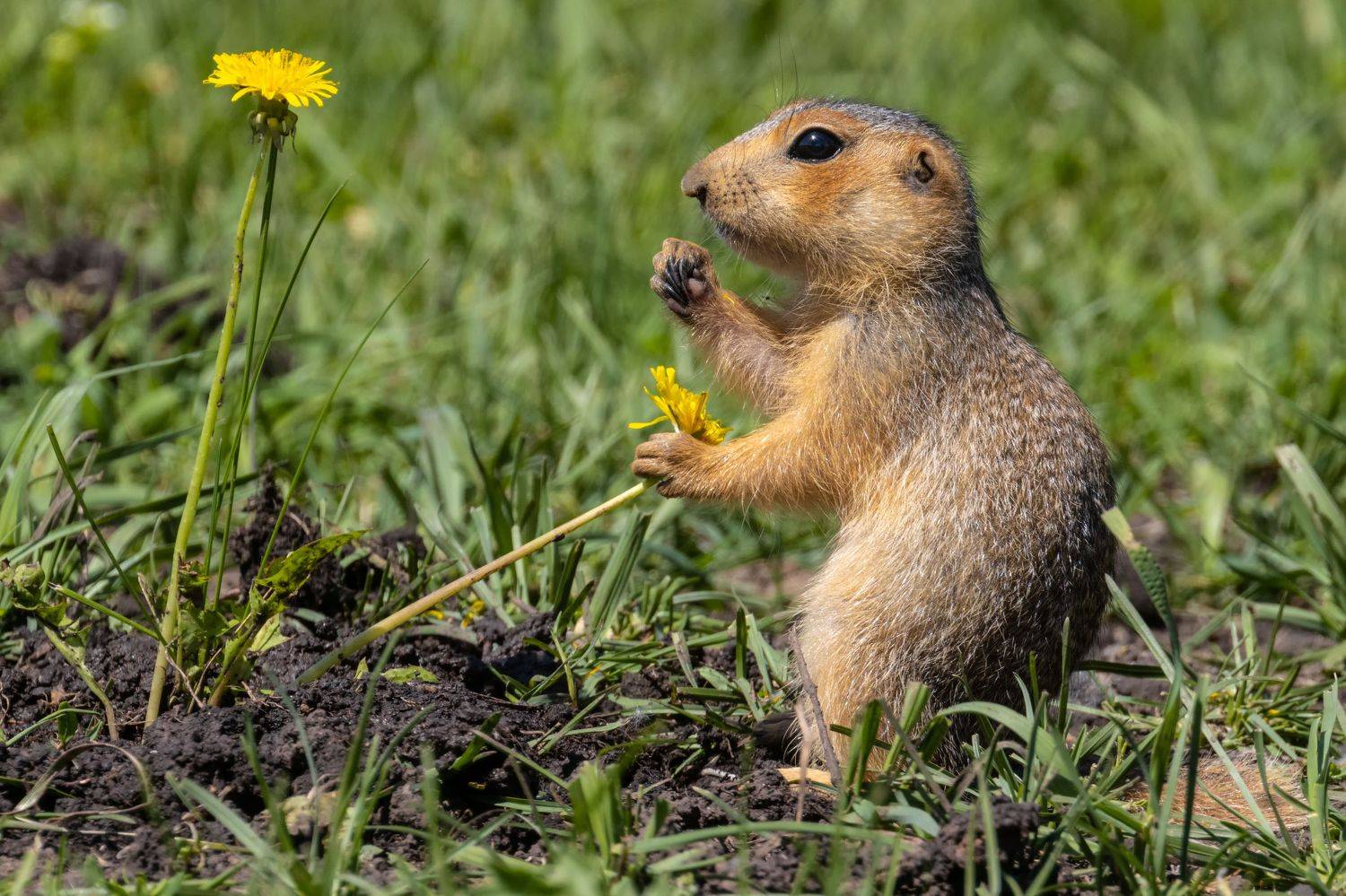 суслик, животные, грызуны, Глебов Сергей