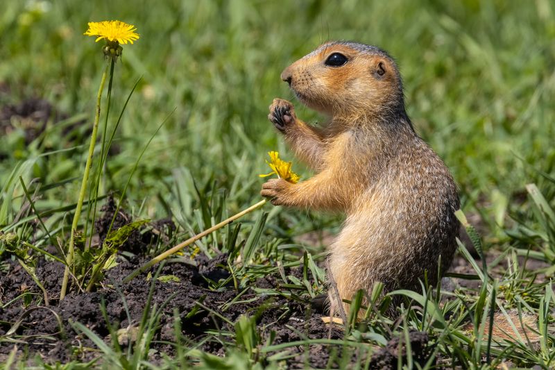 суслик, животные, грызуны Суслик фото превью