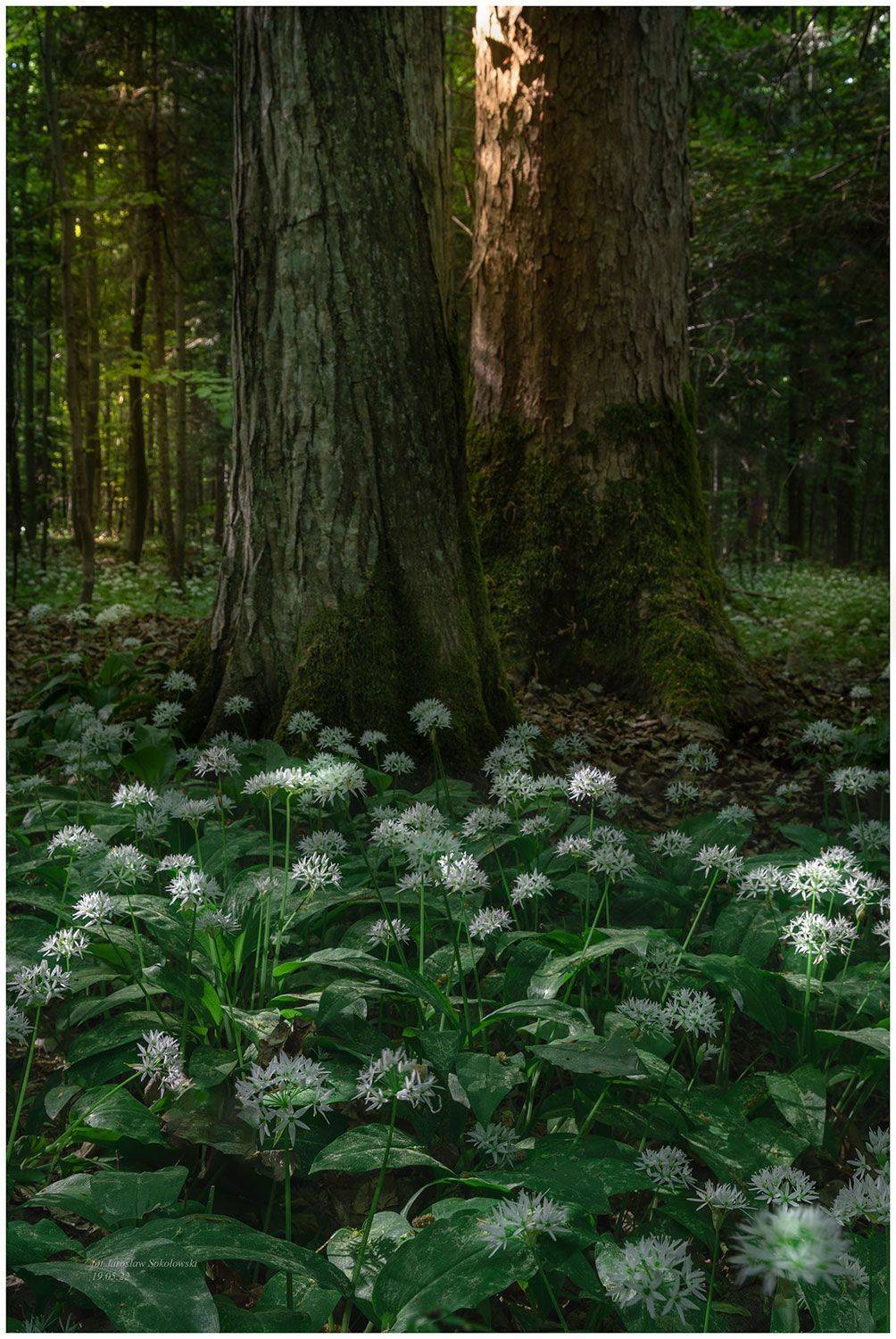 , Sokołowski Jarosław