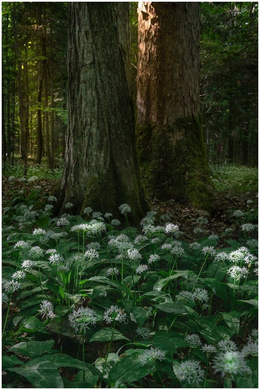 Aromat.. фото превью