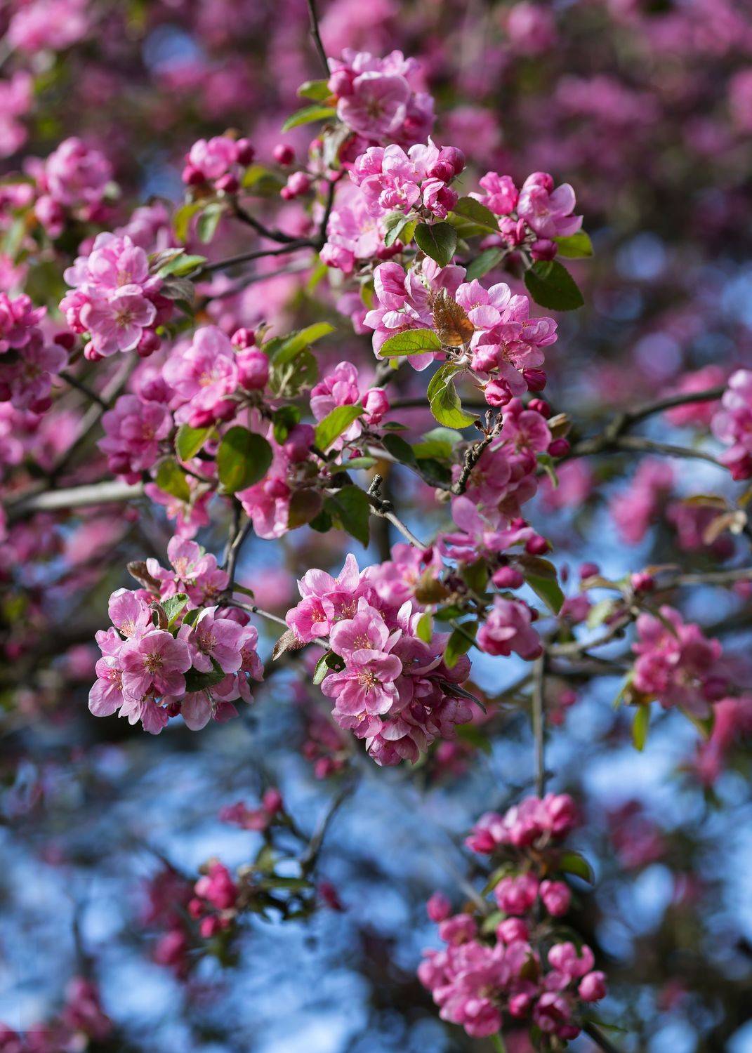 , Горюкина Ирина