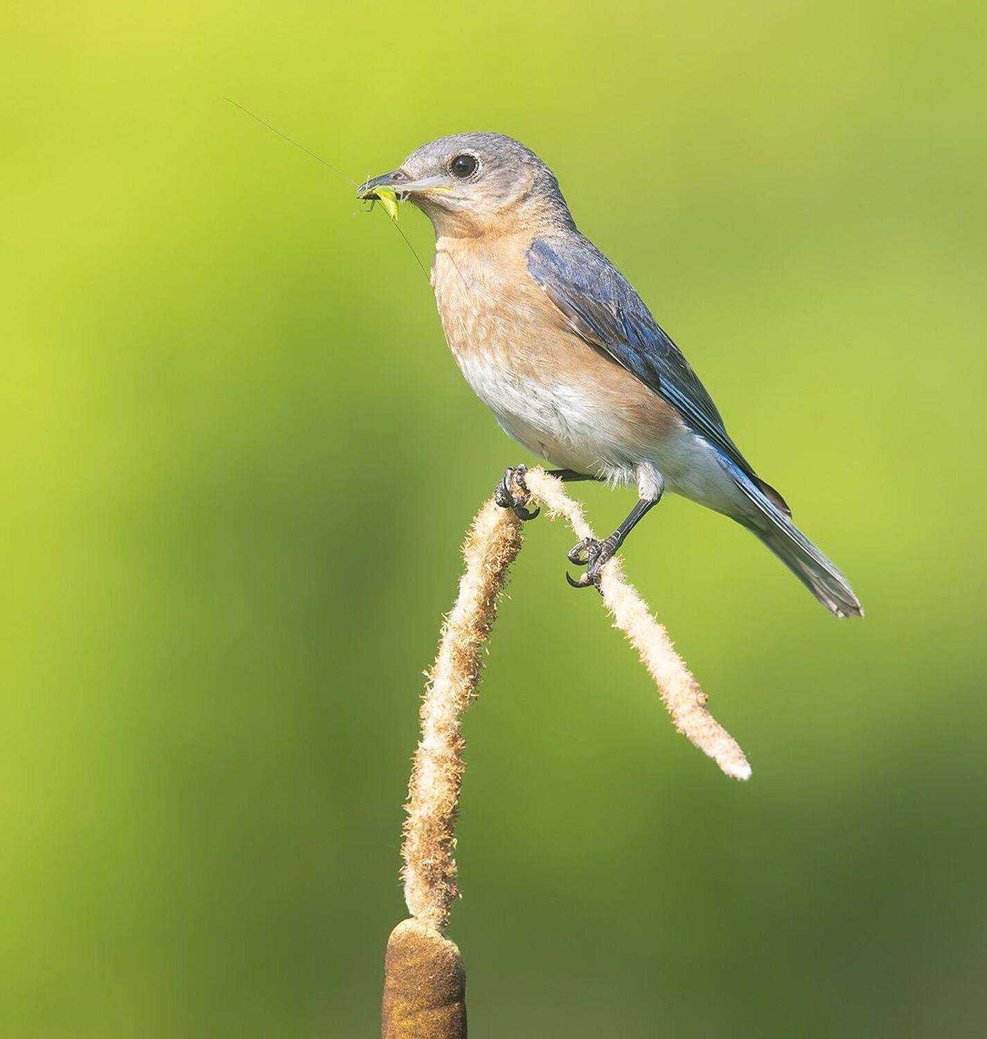 восточная сиалия, eastern bluebird,bluebird, Etkind Elizabeth