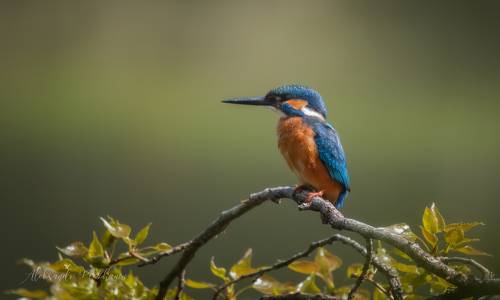 Kingfisher