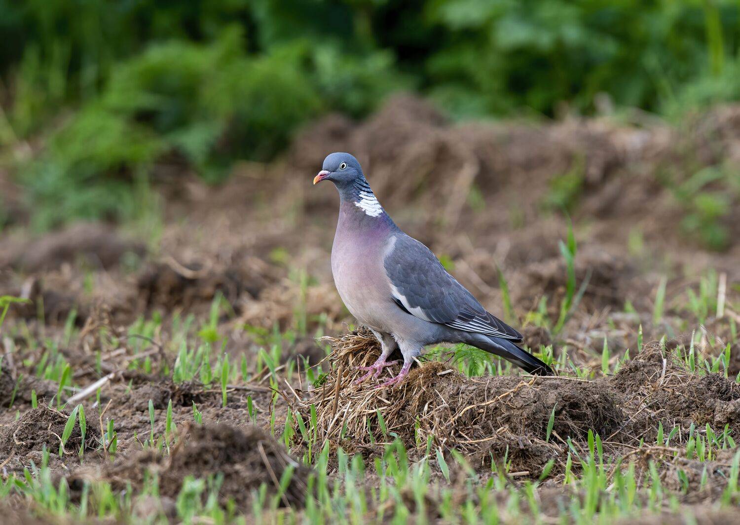 , Юрий Кулаков