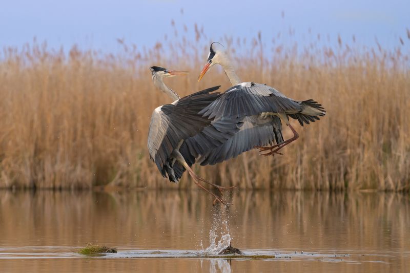 Ardea cinerea фото превью