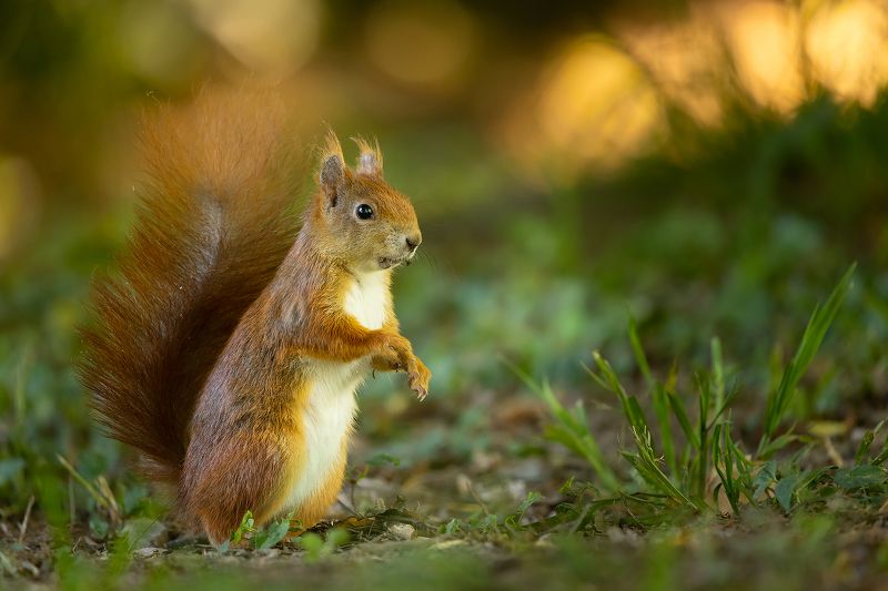 Squirrel фото превью