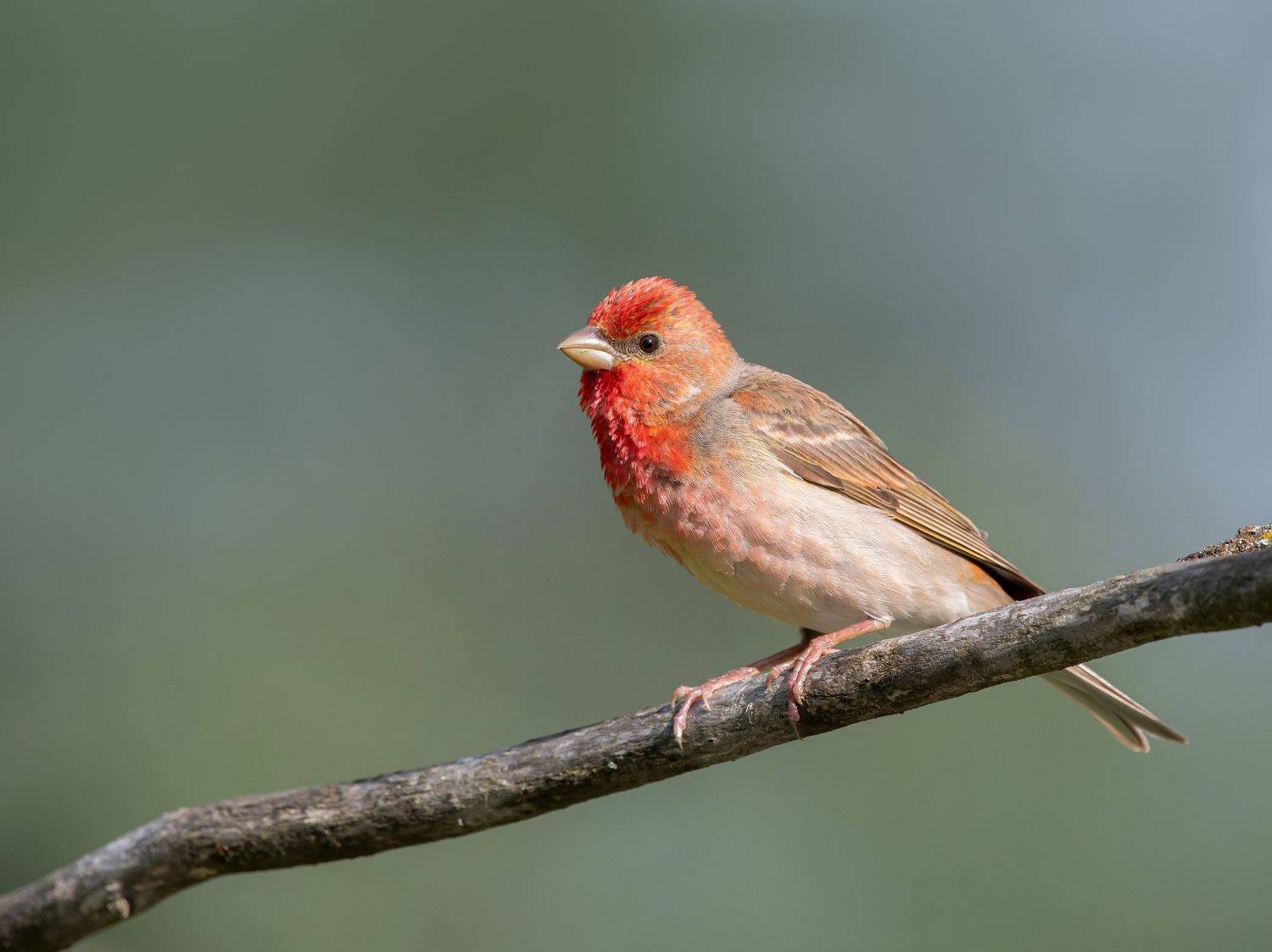 птицы,природа, лето, Андрей Киселёв