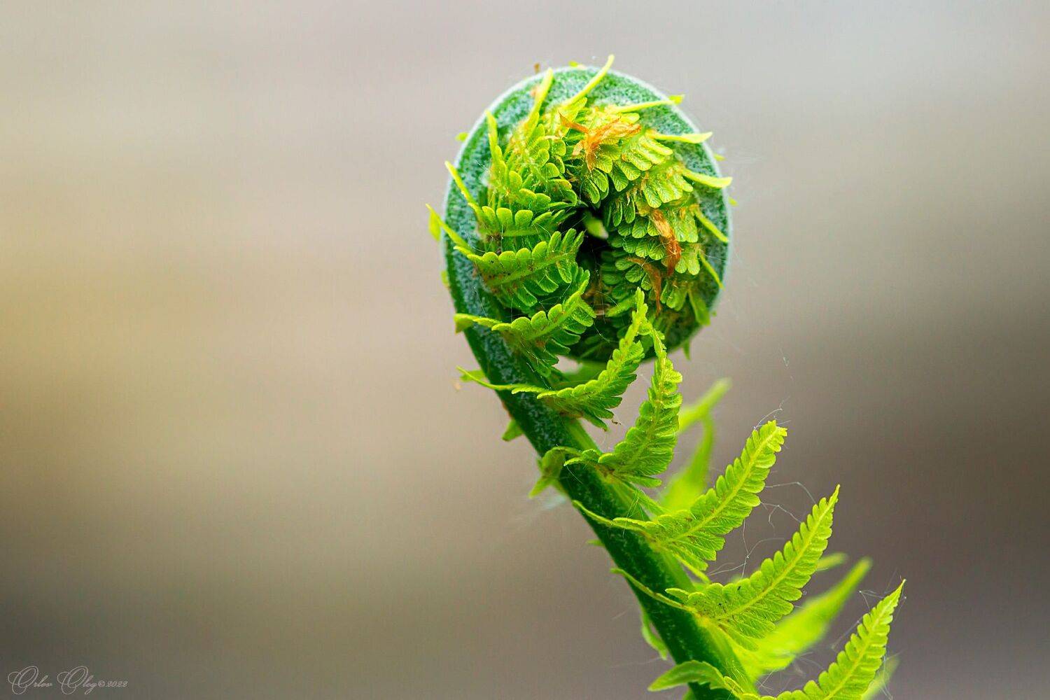 , Орлов Олег