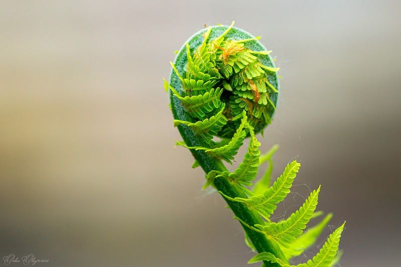 Завиток... фото превью