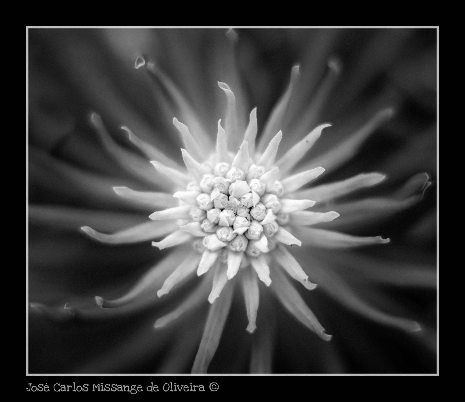 , Oliveira Jos&eacute;