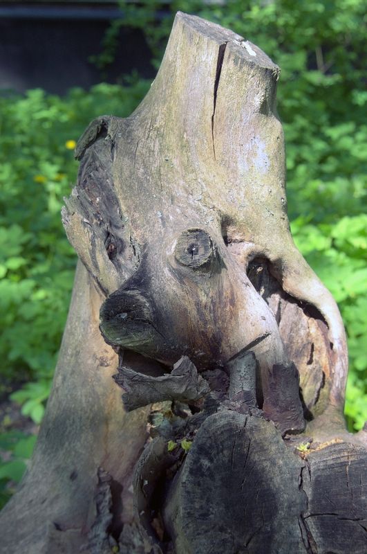 Не садись на пенек... фото превью