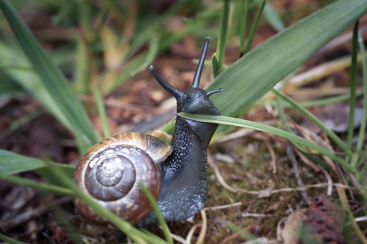 улитка, улыбка, макро, snail, macro, smile, Хилько Марина