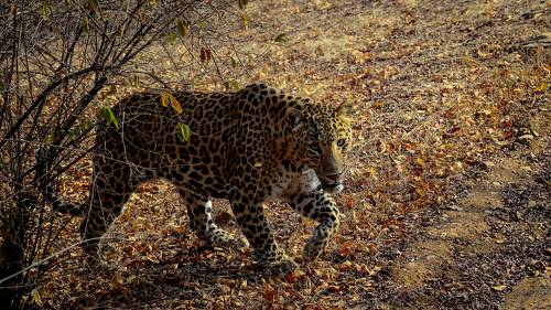 On The Prawl!