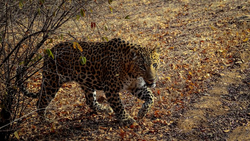#leopard On The Prawl! фото превью
