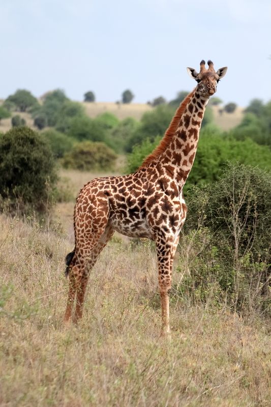 Nairobi National Park фото превью