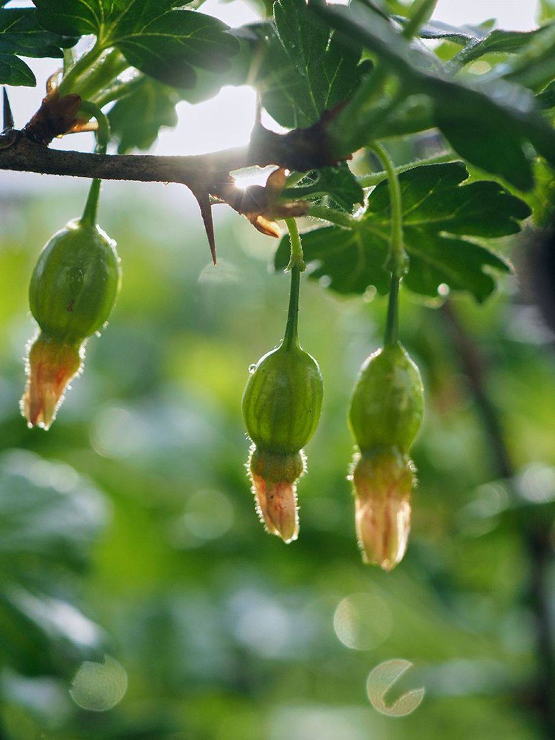 , Сергей Калёв