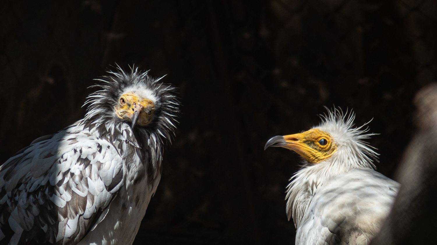 , Алексей Школдин