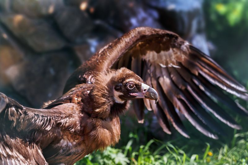 черный гриф Черный гриф фото превью