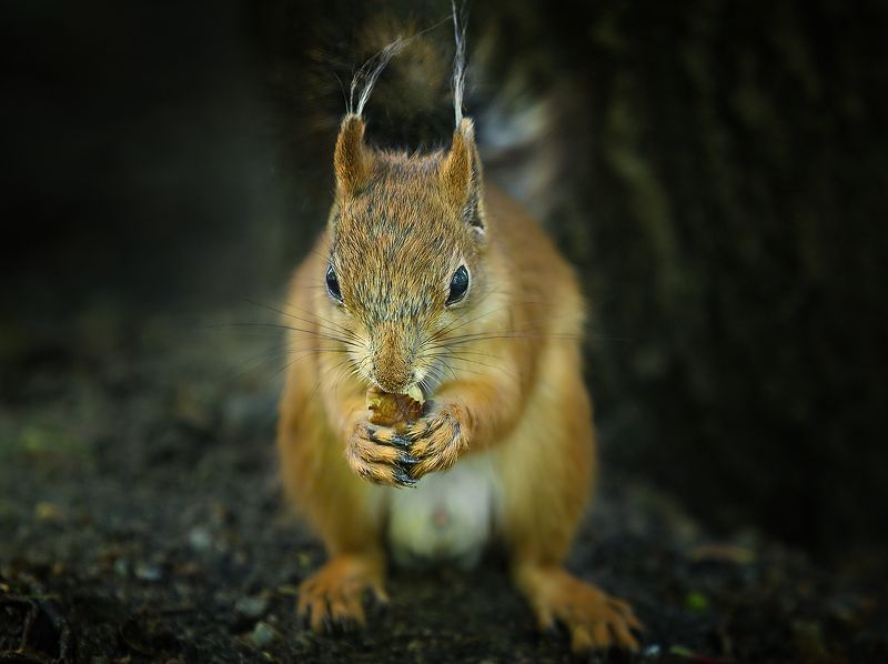 Белка фото превью