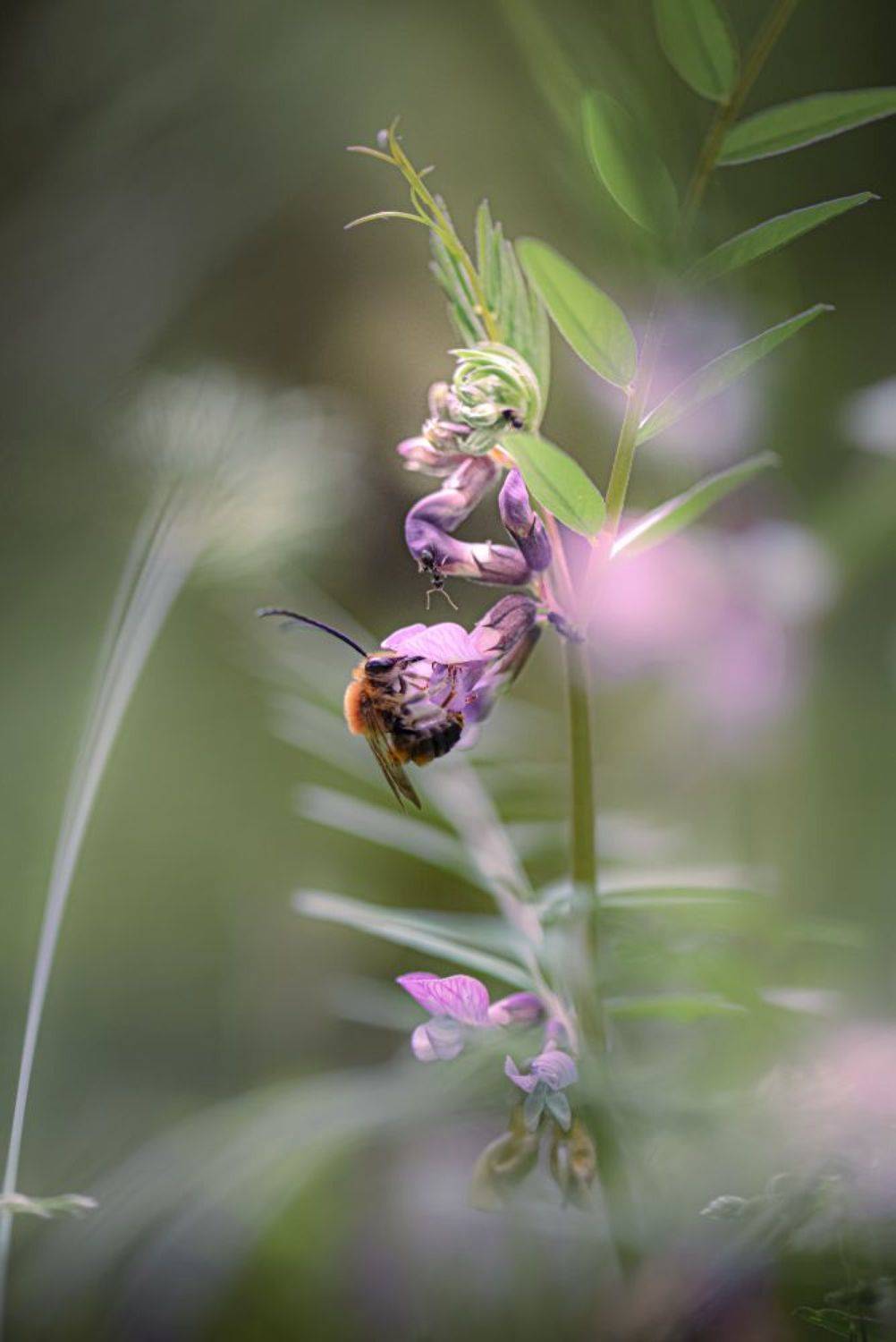 природа, макро, весна, цветы, вика, насекомое, пчела, Неля Рачкова