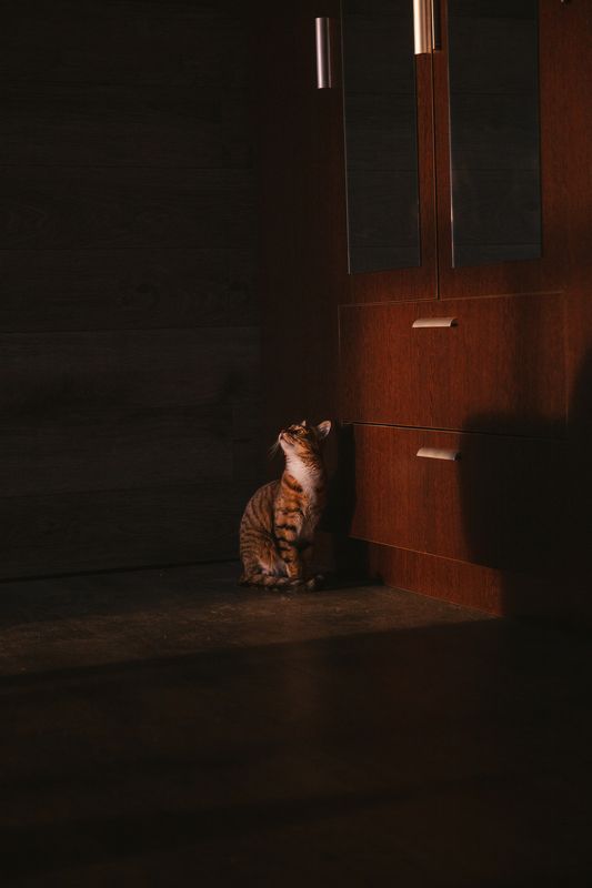 кошка Усатое утро фото превью