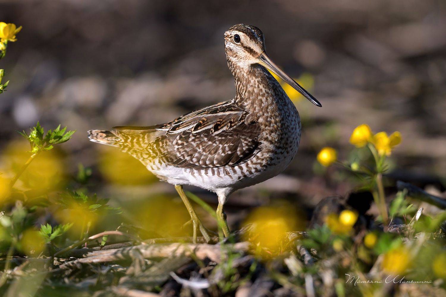 , Татьяна Шаньшина