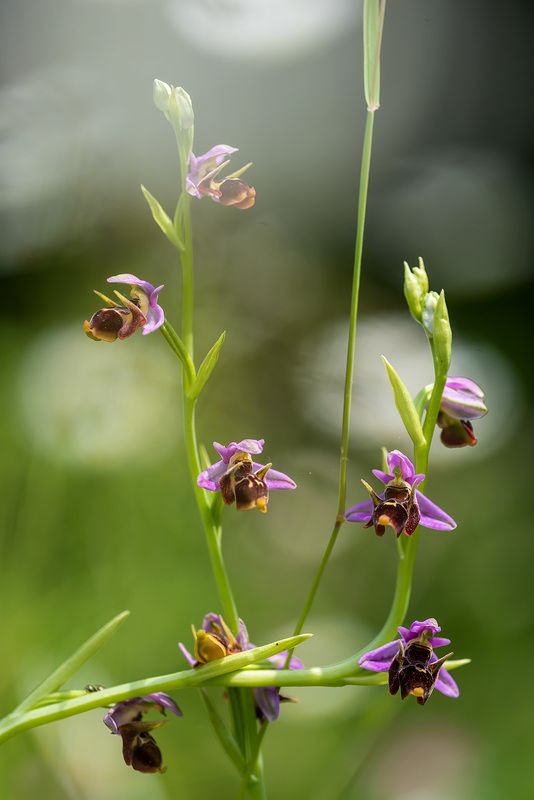Июньский хоровод фото превью