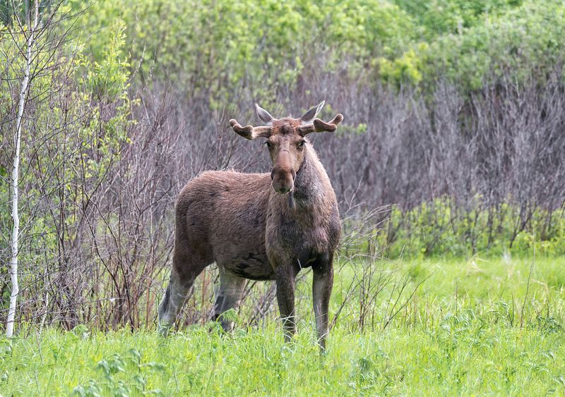 животные, лось, бык, лес, болото, лось трёхлетка.. фото превью