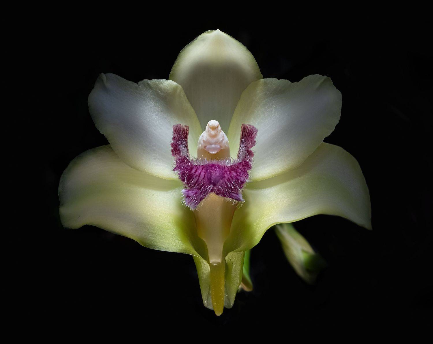 , Черновол Валентин