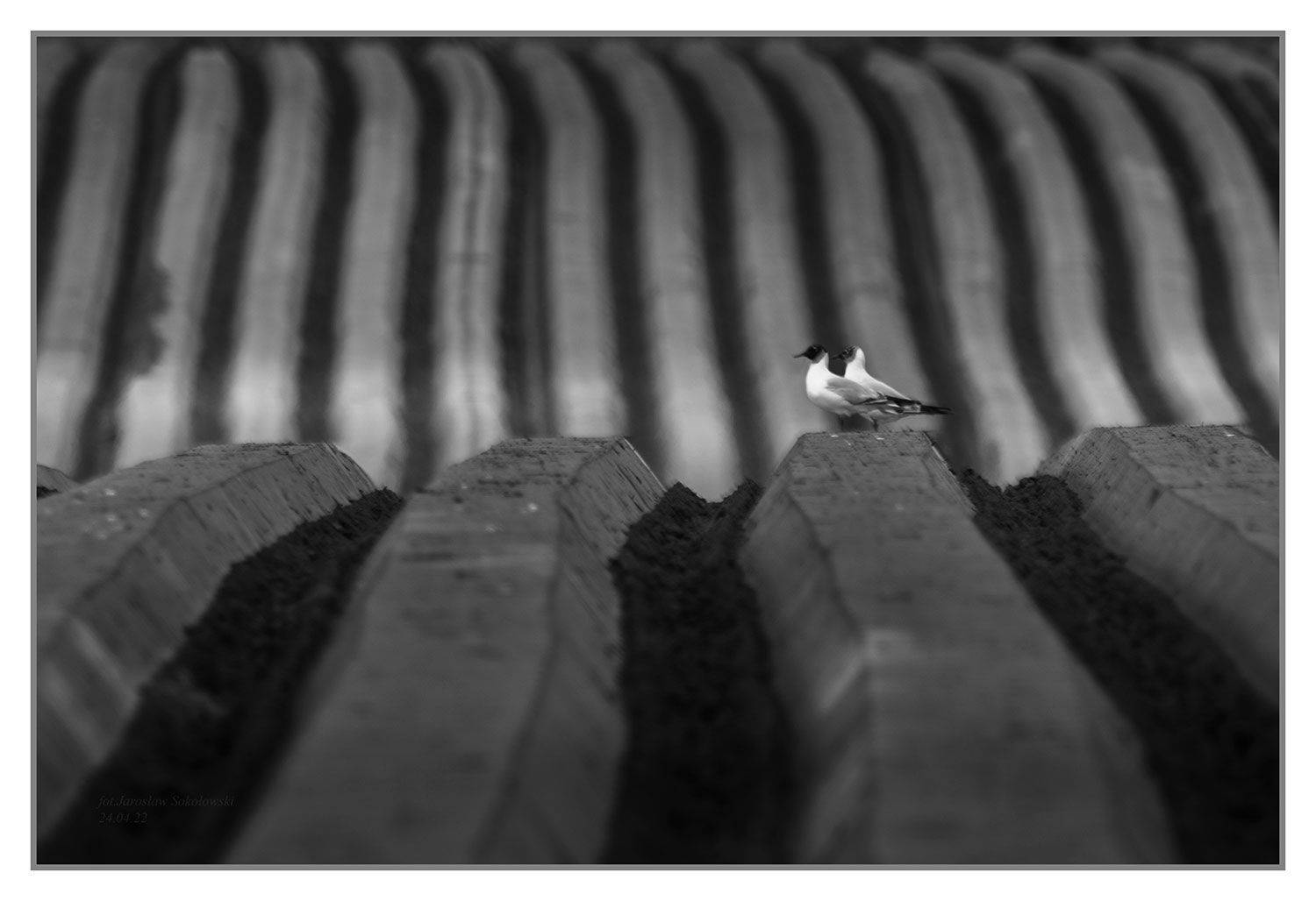 , Sokołowski Jarosław