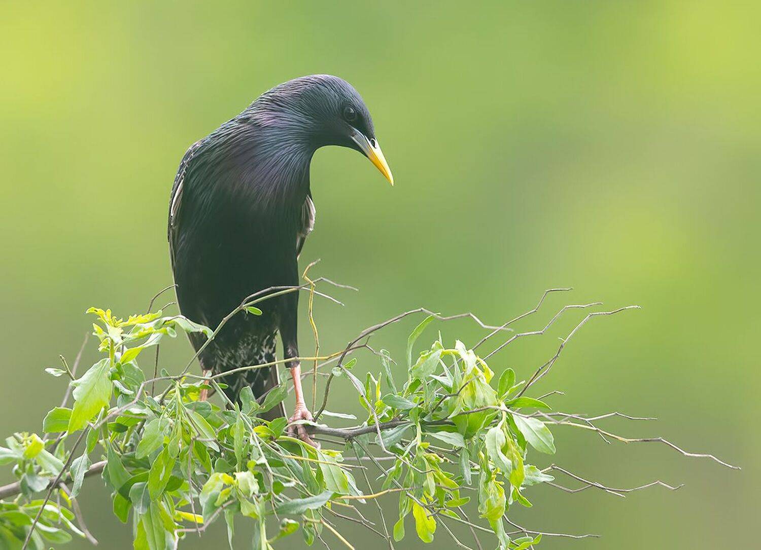 cкворец, european starling,  starling, Etkind Elizabeth