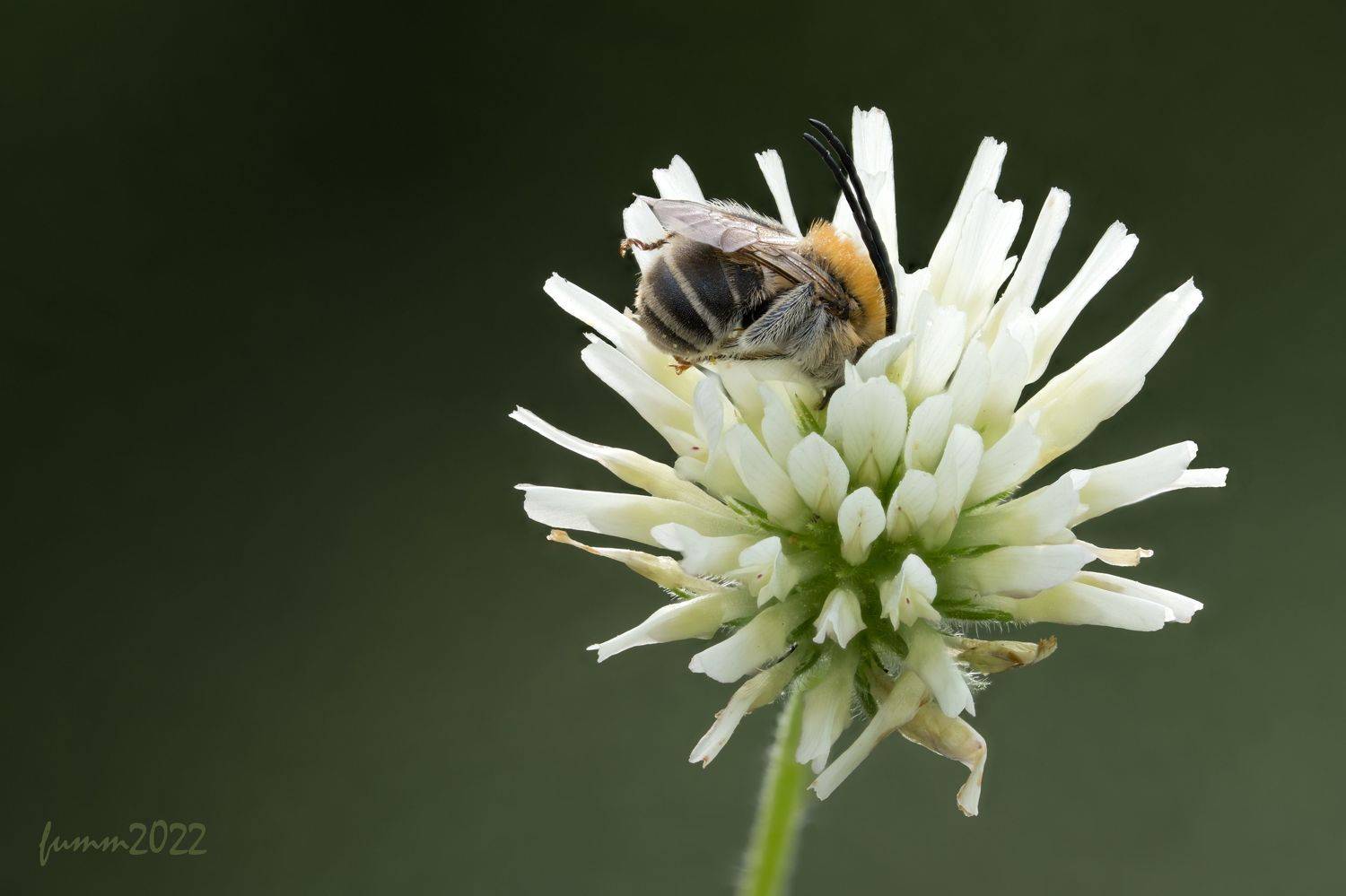 , Игорь ФУММ