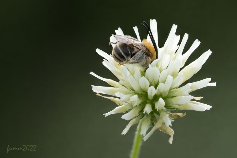 ПАСТОРАЛЬ. УТРЕННИЙ СОН. фото превью