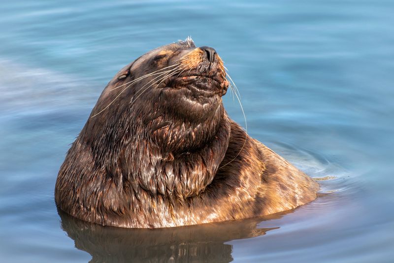 Морской лев сивуч бухта Камчатка Послеобеденный отдых фото превью