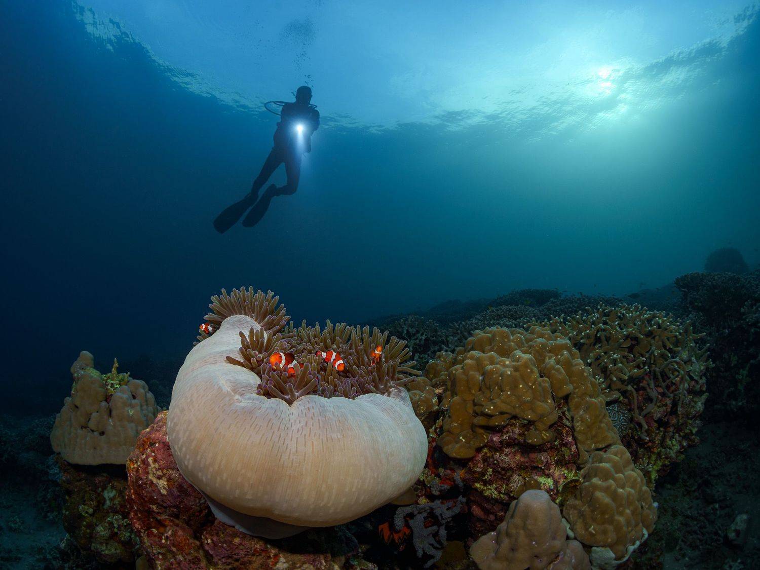 Подводная фотография, природа, макро, дайвинг, океан, рыбы, море, под водой, глубина, синева, вода, underwater, кораллы, риф, подводный, сноркелинг, фауна, underwater, wildlife, photography, ocean, sea, diving, Савин Андрей