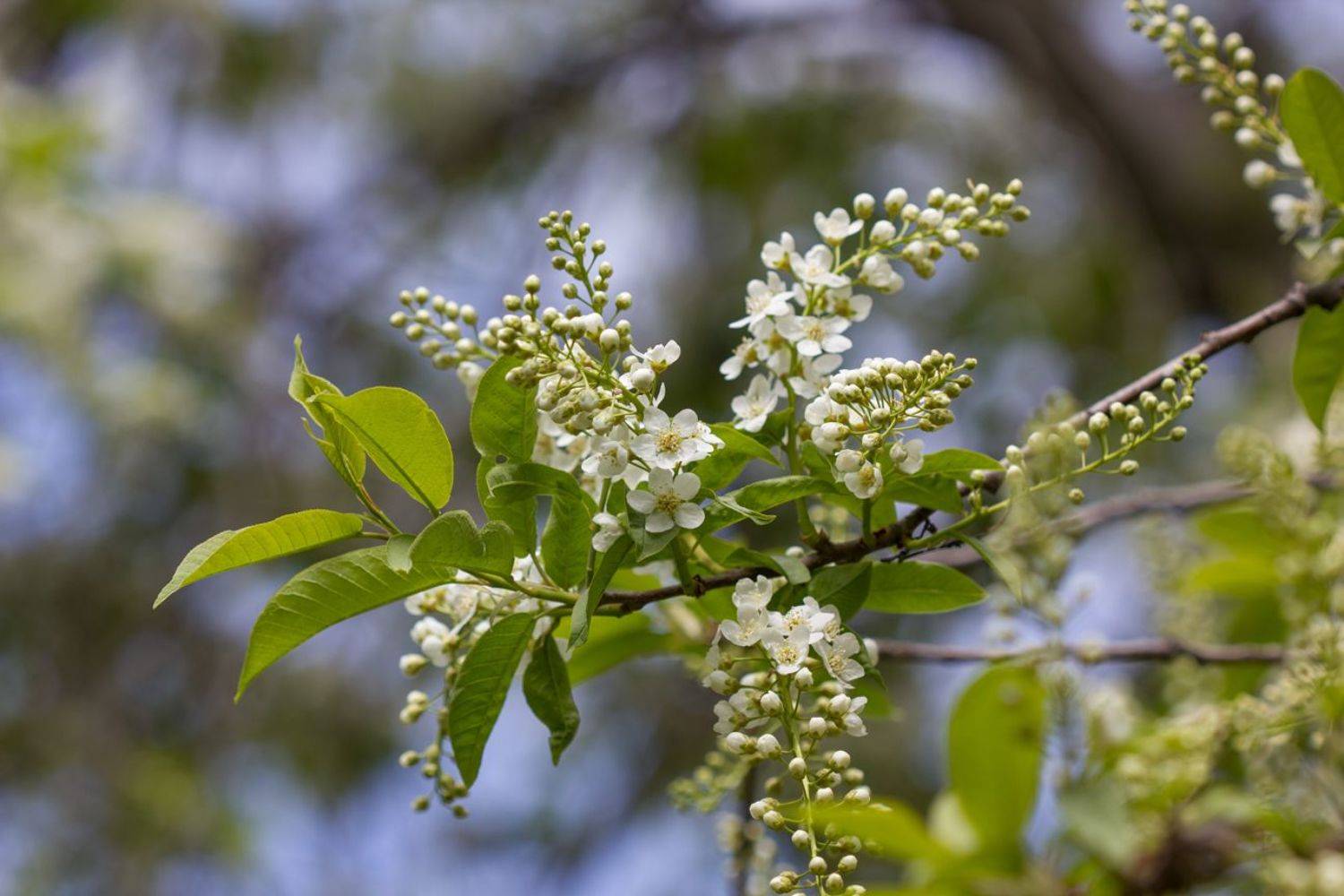 черёмуха, Илья Берт