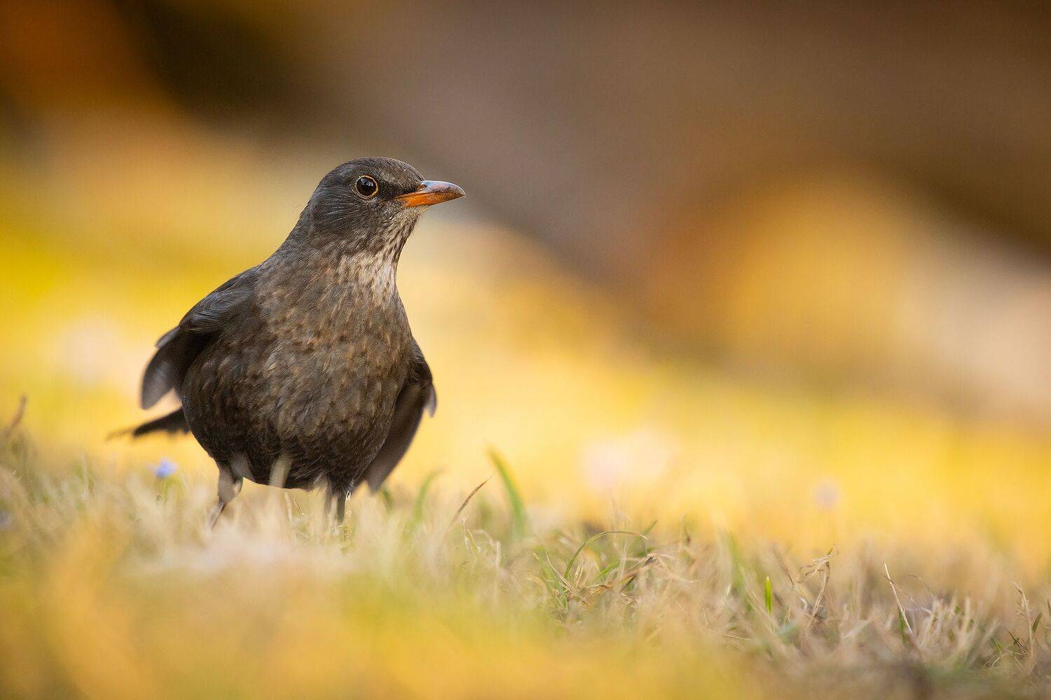 , Robert Adamec