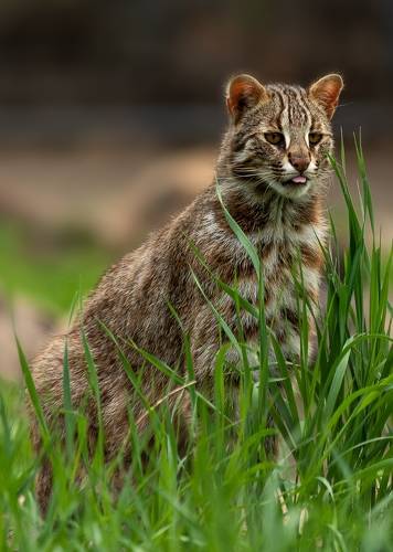 Дальневосточный лесной кот