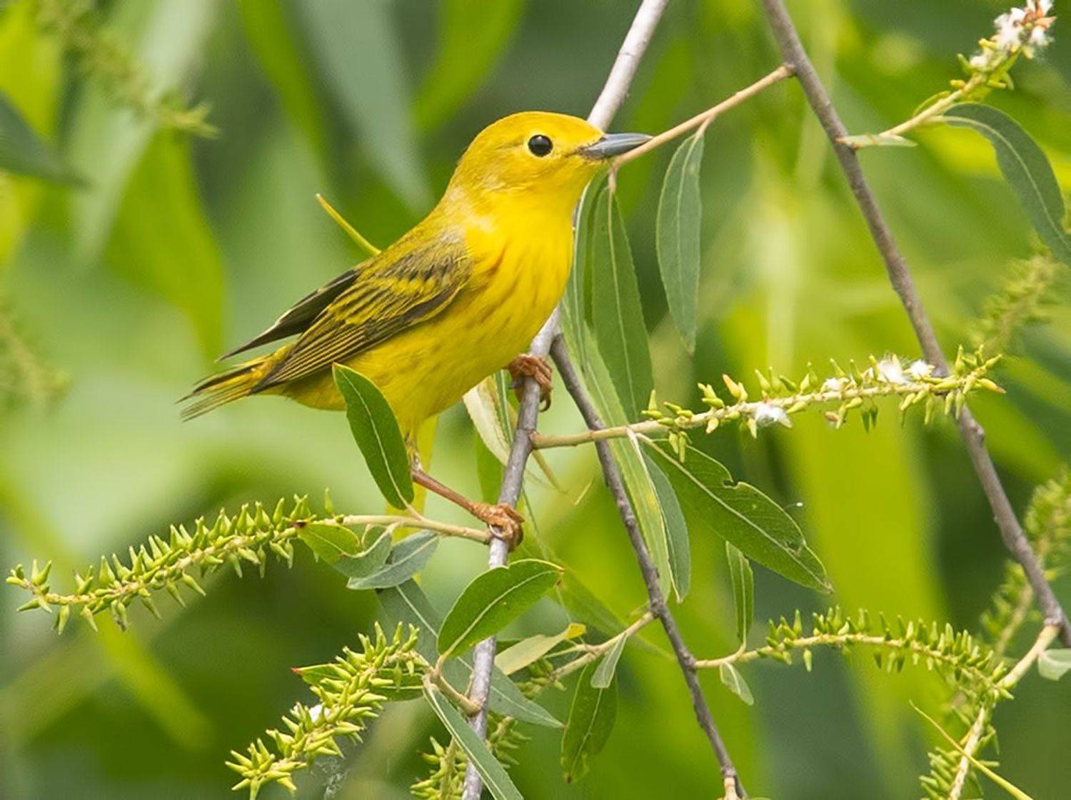 yellow warbler, жёлтая древесница,певун, warbler, Etkind Elizabeth