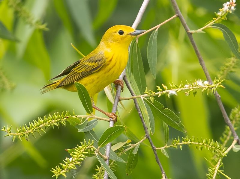yellow warbler, жёлтая древесница,певун, warbler Yellow warbler - Жёлтая древесница фото превью